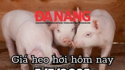 Giá heo hơi hôm nay 5/7/2025: Sau cú trượt dài, giá heo hơi bỗng ngừng rơi tự do