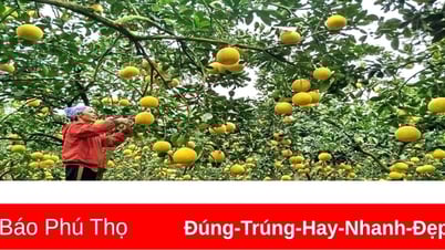 Nữ nông dân Yên Trị biến đất cằn thành vườn cây bạc tỷ