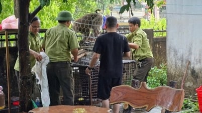 Khỉ đuôi lợn tấn công làm nhiều người bị thương