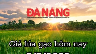 Giá lúa gạo hôm nay 5/7/2025: Giá gạo mất 5 USD/tấn chỉ sau 7 ngày