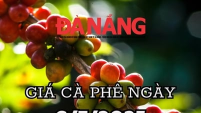 Dự báo giá cà phê ngày mai 6/7/2025 Đắk Lắk, Lâm Đồng tiếp tục cơn sốt giá