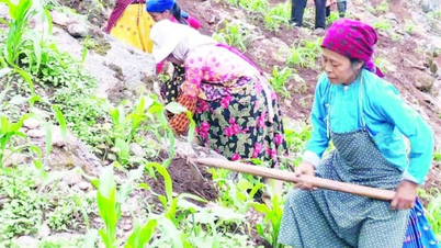 Rock niche farming