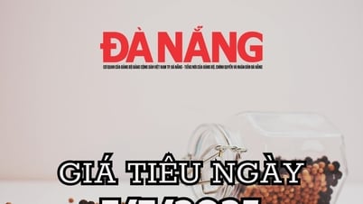 Tin tức, dự báo giá tiêu ngày mai 7/7/2025 thị trường đảo chiều, kịch bản lặp lại