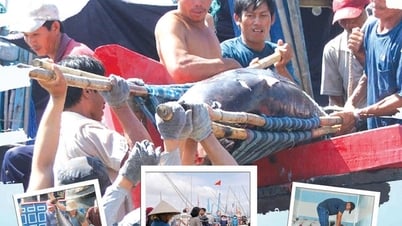 Khoang tàu đầy ắp cá