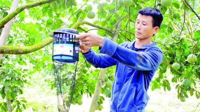 Cần giải pháp đồng bộ tăng giá trị cây ăn quả