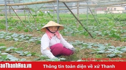 ضمان الجودة في VietnamGAP