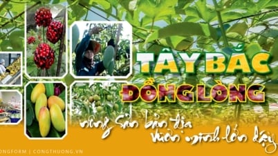 Longform | Tây Bắc đồng lòng, nông sản bản địa vươn mình lớn dậy