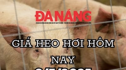 Giá heo hơi hôm nay 6/7/2025 Bắc-Nam chênh 2.000, miền Trung thấp nhất