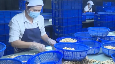 Sau sáp nhập, tỉnh Tây Ninh có gần 400 sản phẩm OCOP