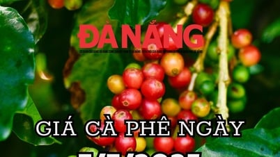 Actualités, prévisions pour les prix du café demain, 7 juillet 2025, stabilité temporaire ou courants sous-jacents au plus bas