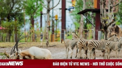 Khám phá công viên giải trí và vườn thú lớn nhất miền Bắc tại Hải Phòng