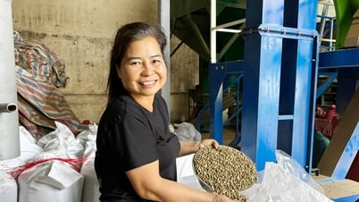 Like Farm kể chuyện cà phê xuất khẩu