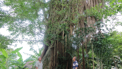 Salvó el antiguo árbol baniano en el templo de An Khe.