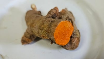 Why has turmeric become a 'star' in the culinary and medical fields?