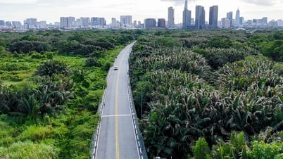 Eye-catching rows of coconut trees and green reeds in the heart of Thu Thiem