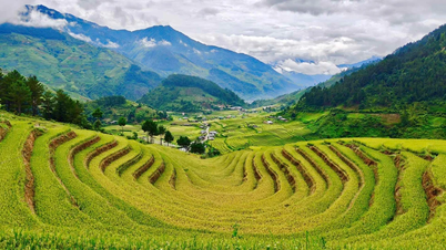 Lên Lào Cai ngắm lúa vàng trên ruộng bậc thang Hạnh Phúc