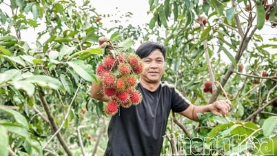Miệt vườn Lâm Sơn vào vụ