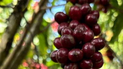 لام دونج: يسجل حجم الورد 28%