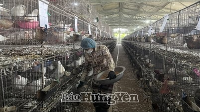 Hợp tác xã chăn nuôi và cung cấp chim bồ câu pháp Quang Tùng: Doanh thu 6 tháng đầu năm đạt gần 7 tỷ đồng