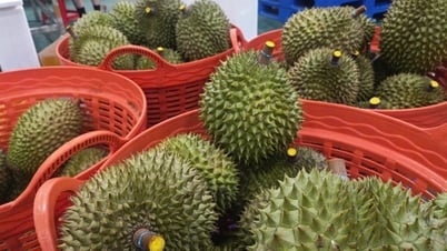 Expertos chinos inspeccionan la cadena de exportación de durian en Vietnam del 12 al 17 de julio
