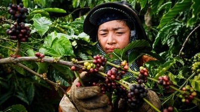 Giá cà phê biến động trái chiều, nông dân lăn tăn giữa bán và giữ hàng