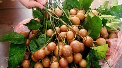 ព័ត៌មានបន្ថែម ពិសេសទេ តំលៃ 30,000 ដុង/kg ជួយបន្ថយ និងព្យាបាលក្អកបាន
