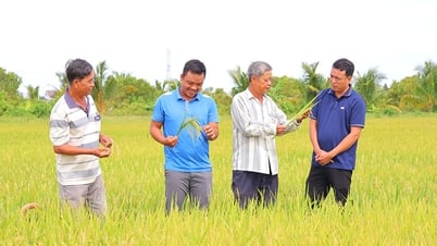 Nông dân Hợp tác xã Phú Thọ vào cuộc mạnh mẽ với Đề án 1 triệu hecta lúa chất lượng cao