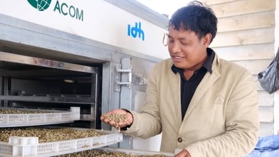 Người K’Ho làm cà phê từ núi đồi K’nớ