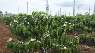 Coffee price today July 7, 2025: Regaining momentum