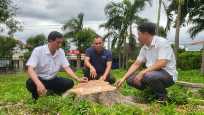 Gia Lai: Đốn hạ hàng loạt cây xanh tại trụ sở xã để bán củi, có dấu hiệu sai phạm