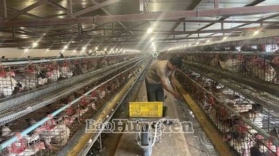 Hiệu quả hoạt động của Hợp tác xã gà Đông Tảo Bách Hồng