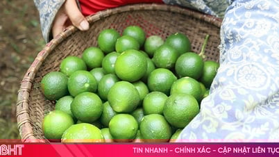 កម្រិត​ខ្ពស់​នៃ​ទីផ្សារ​ល្អ ប្រជាជន​រំភើប​ចំពោះ​រដូវ​ច្រូតកាត់​