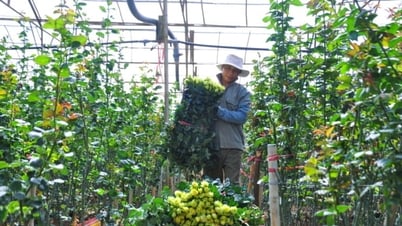 Thủ phủ hoa hồng dưới chân núi Lang Biang