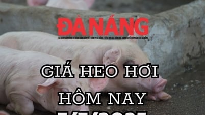 Pig price today 7/7/2025: Stable at 65,000-70,000 VND/kg at the beginning of the week