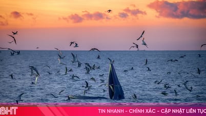 Mãn nhãn cảnh cá voi săn mồi dưới ánh bình minh ở vùng biển Đề Gi
