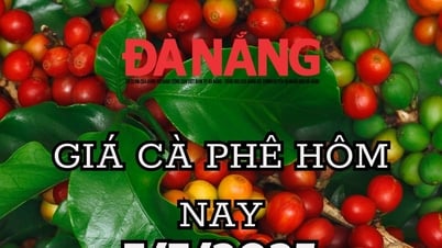 Les prix du café sur le marché intérieur connaissent une nouvelle hausse, celui de Dak Lak connaît la plus forte hausse, tandis que les prix mondiaux du café restent stables.