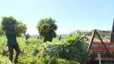 Thu nhập ổn định từ atiso