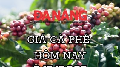 Giá cà phê hôm nay 8/7/2025: Tăng thận trọng trong bối cảnh nguồn cung dồi dào
