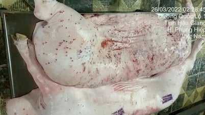 Le ministère de la Xemurité publique clarifie les motifs de la diffusion d'images accusant le gouvernement vietnamien de vendre des porcs malades