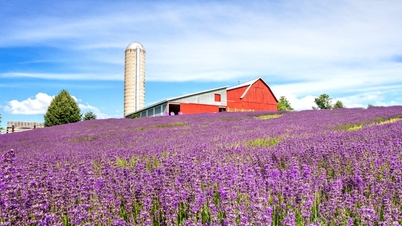 Lugares para ver flores de lavanda en EE. UU.: Campos morados de ensueño