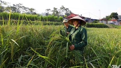Hồn quê trong từng hạt ngọc xanh