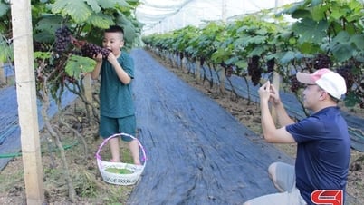 ブラックサマーヴィンヤードは、体験を求める訪問者を魅了します