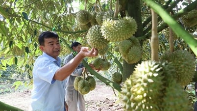 Dak Lak's agricultural sector gets back on track after merger