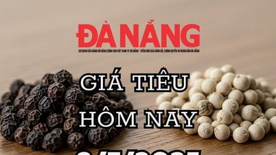 Giá tiêu hôm nay 8/7/2025 xuất khẩu hồ tiêu giảm lượng nhưng giá tăng mạnh