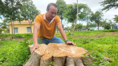 Vụ chặt cây xanh trong khuôn viên xã để bán lấy củi: Tạm dừng bổ nhiệm nguyên Chủ tịch UBND xã