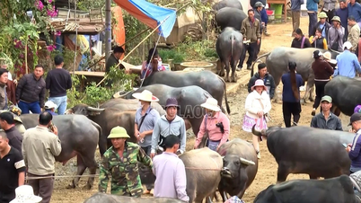 Bắc Hà thống nhất mở họp chợ trâu vào thứ 7 hàng tuần
