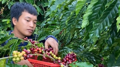 Giá nông sản ngày 8/7/2025: Cà phê và hồ tiêu cùng tăng nhẹ