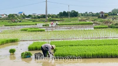 Khan hiếm lao động vụ cấy, giá thuê cao vẫn khó thuê được thợ