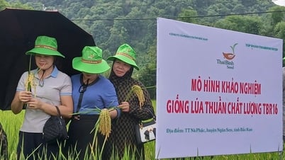 Trình làng giống lúa Japonica mới từ ThaiBinh Seed: TBR16