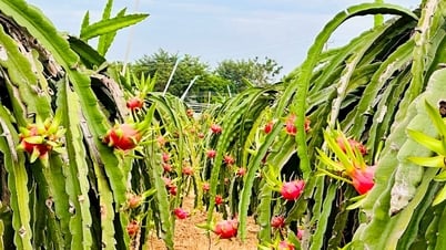 Sản xuất thanh long VietGAP: Quyết tâm thực hiện trong thế khó